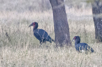 Bucorvus leadbeateri